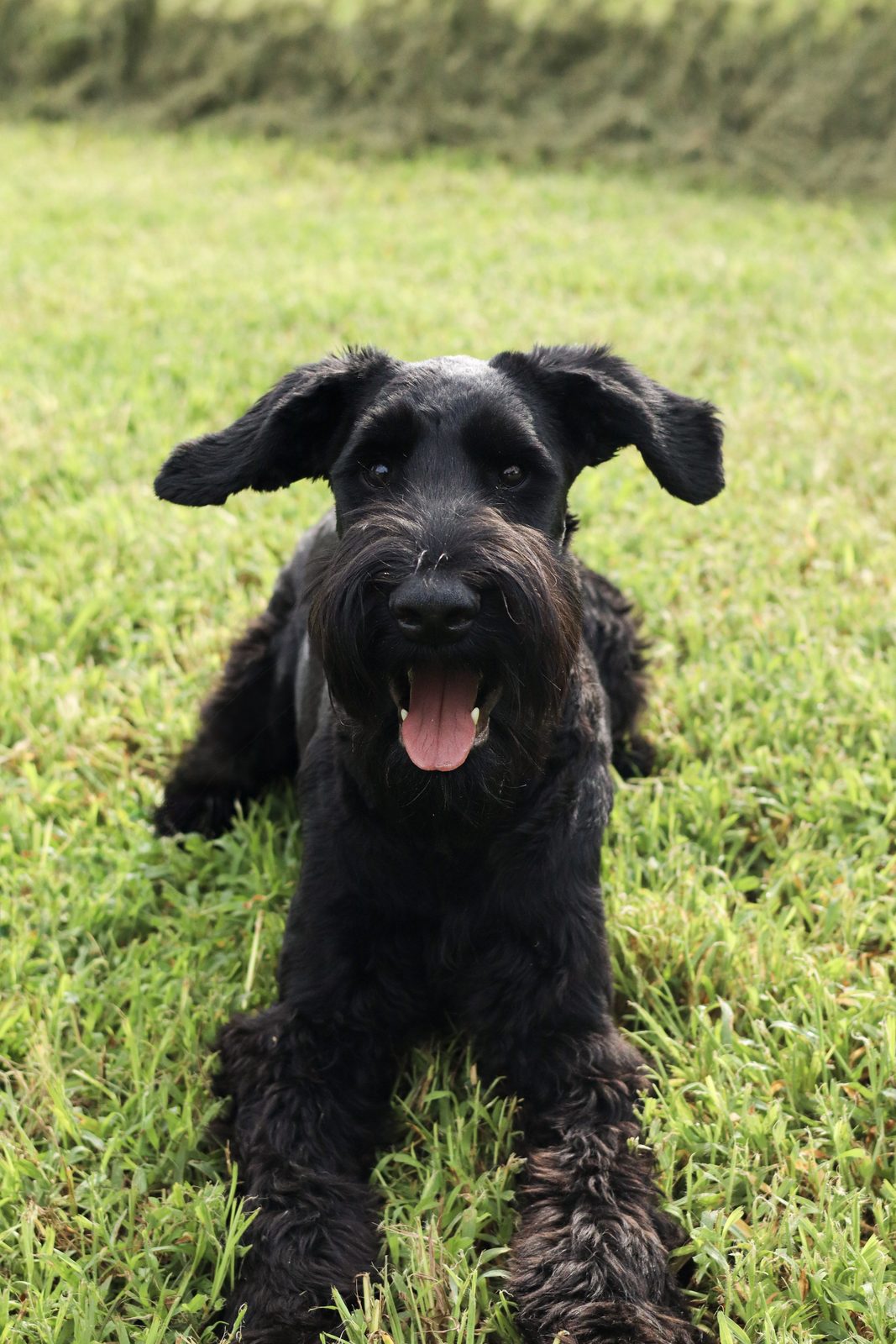 A shaggy black puppy lying on grass and looking at the camera