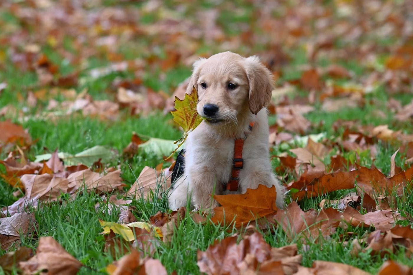 A golden retriever puppy sitting calmly in a harness among leaves