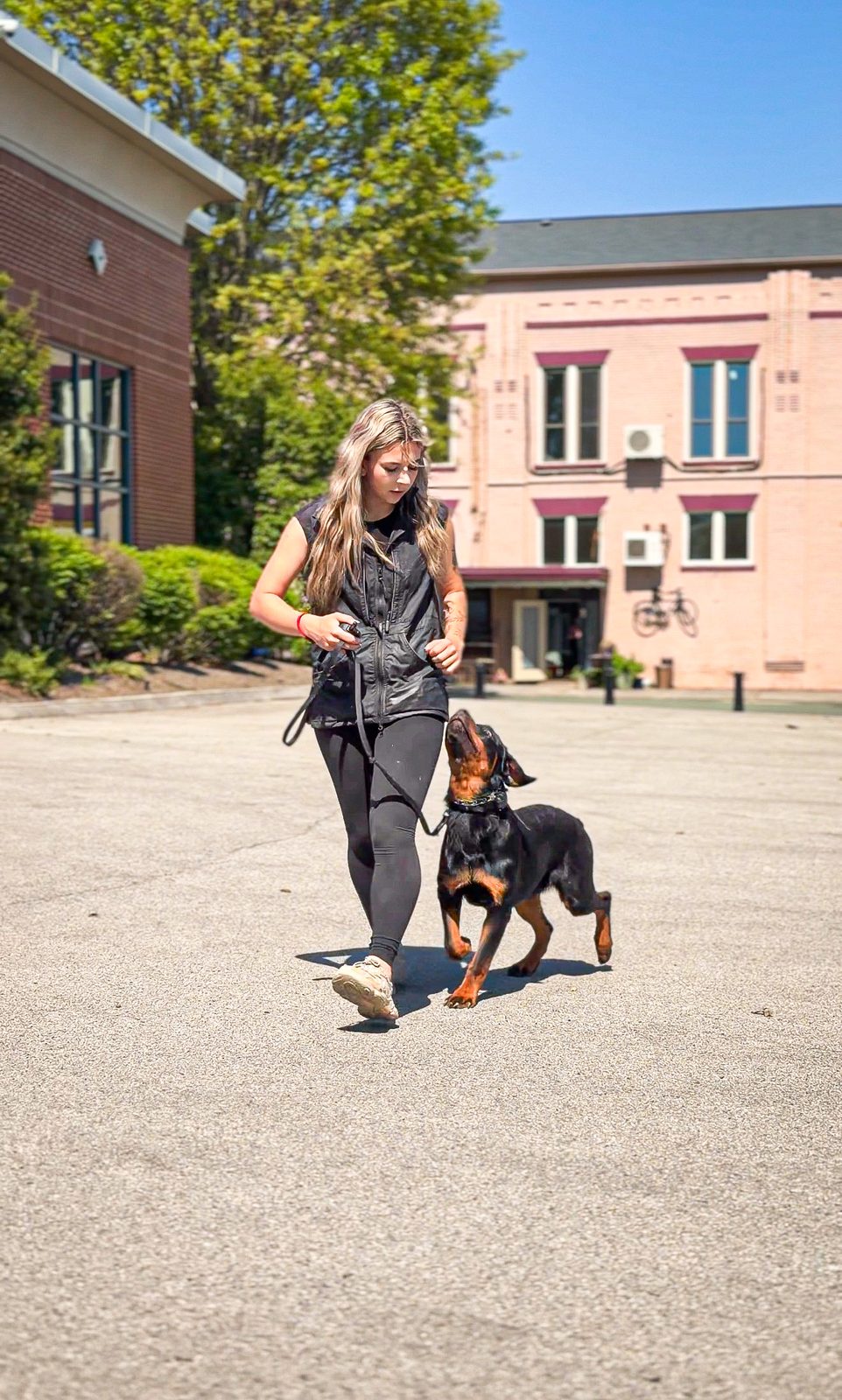 A trainer walks a Rottweiler puppy on leash across a sunny town square