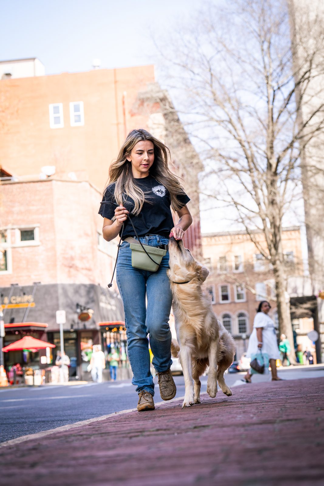 A trainer walks a tan young dog on leash down a brick downtown street with old buildings behind